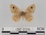 中文名:小波紋蛇目蝶(小波眼蝶)(1282-21245)學名:Ypthima baldus zodina Fruhstorfer, 1911(1282-21245)