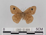 中文名:小波紋蛇目蝶(小波眼蝶)(1282-21499)學名:Ypthima baldus zodina Fruhstorfer, 1911(1282-21499)