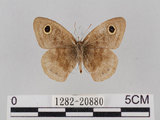 W:piDؽ(pi)(1282-20880)