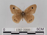中文名:小波紋蛇目蝶(小波眼蝶)(1282-20880)學名:Ypthima baldus zodina Fruhstorfer, 1911(1282-20880)