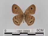 中文名:小波紋蛇目蝶(小波眼蝶)(1282-20901)學名:Ypthima baldus zodina Fruhstorfer, 1911(1282-20901)