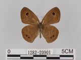 W:piDؽ(pi)(1282-20901)