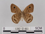 中文名:小波紋蛇目蝶(小波眼蝶)(1282-21461)學名:Ypthima baldus zodina Fruhstorfer, 1911(1282-21461)