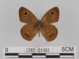 中文名:小波紋蛇目蝶(小波眼蝶)(1282-21461)學名:Ypthima baldus zodina Fruhstorfer, 1911(1282-21461)