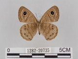 中文名:小波紋蛇目蝶(小波眼蝶)(1282-20735)學名:Ypthima baldus zodina Fruhstorfer, 1911(1282-20735)