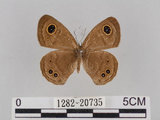 中文名:小波紋蛇目蝶(小波眼蝶)(1282-20735)學名:Ypthima baldus zodina Fruhstorfer, 1911(1282-20735)