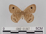 中文名:小波紋蛇目蝶(小波眼蝶)(1282-21267)學名:Ypthima baldus zodina Fruhstorfer, 1911(1282-21267)