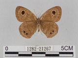 中文名:小波紋蛇目蝶(小波眼蝶)(1282-21267)學名:Ypthima baldus zodina Fruhstorfer, 1911(1282-21267)