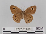 中文名:小波紋蛇目蝶(小波眼蝶)(1282-20839)學名:Ypthima baldus zodina Fruhstorfer, 1911(1282-20839)