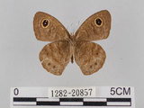 中文名:小波紋蛇目蝶(小波眼蝶)(1282-20857)學名:Ypthima baldus zodina Fruhstorfer, 1911(1282-20857)