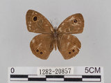 中文名:小波紋蛇目蝶(小波眼蝶)(1282-20857)學名:Ypthima baldus zodina Fruhstorfer, 1911(1282-20857)