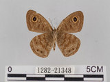 中文名:小波紋蛇目蝶(小波眼蝶)(1282-21348)學名:Ypthima baldus zodina Fruhstorfer, 1911(1282-21348)
