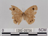 中文名:小波紋蛇目蝶(小波眼蝶)(1282-20736)學名:Ypthima baldus zodina Fruhstorfer, 1911(1282-20736)
