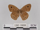 中文名:小波紋蛇目蝶(小波眼蝶)(1282-18898)學名:Ypthima baldus zodina Fruhstorfer, 1911(1282-18898)