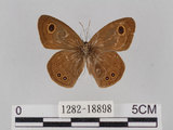 中文名:小波紋蛇目蝶(小波眼蝶)(1282-18898)學名:Ypthima baldus zodina Fruhstorfer, 1911(1282-18898)