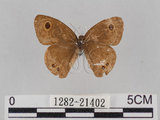 中文名:小波紋蛇目蝶(小波眼蝶)(1282-21402)學名:Ypthima baldus zodina Fruhstorfer, 1911(1282-21402)