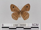 中文名:小波紋蛇目蝶(小波眼蝶)(1282-20992)學名:Ypthima baldus zodina Fruhstorfer, 1911(1282-20992)
