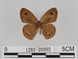 中文名:小波紋蛇目蝶(小波眼蝶)(1282-20992)學名:Ypthima baldus zodina Fruhstorfer, 1911(1282-20992)