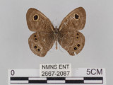 中文名:小波紋蛇目蝶(小波眼蝶)(2667-2087)學名:Ypthima baldus zodina Fruhstorfer, 1911(2667-2087)