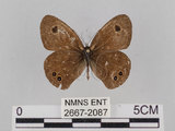 中文名:小波紋蛇目蝶(小波眼蝶)(2667-2087)學名:Ypthima baldus zodina Fruhstorfer, 1911(2667-2087)