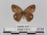 中文名:小波紋蛇目蝶(小波眼蝶)(2909-1473)學名:Ypthima baldus zodina Fruhstorfer, 1911(2909-1473)