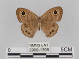 中文名:小波紋蛇目蝶(小波眼蝶)(2909-1398)學名:Ypthima baldus zodina Fruhstorfer, 1911(2909-1398)