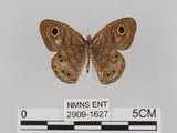 中文名:小波紋蛇目蝶(小波眼蝶)(2909-1627)學名:Ypthima baldus zodina Fruhstorfer, 1911(2909-1627)