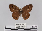 中文名:小波紋蛇目蝶(小波眼蝶)(2909-1627)學名:Ypthima baldus zodina Fruhstorfer, 1911(2909-1627)