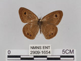 中文名:小波紋蛇目蝶(小波眼蝶)(2909-1654)學名:Ypthima baldus zodina Fruhstorfer, 1911(2909-1654)