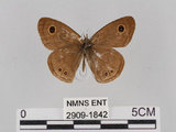 中文名:小波紋蛇目蝶(小波眼蝶)(2909-1842)學名:Ypthima baldus zodina Fruhstorfer, 1911(2909-1842)