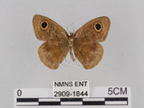 中文名:小波紋蛇目蝶(小波眼蝶)(2909-1844)學名:Ypthima baldus zodina Fruhstorfer, 1911(2909-1844)
