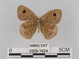 中文名:小波紋蛇目蝶(小波眼蝶)(2909-1824)學名:Ypthima baldus zodina Fruhstorfer, 1911(2909-1824)