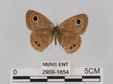 中文名:小波紋蛇目蝶(小波眼蝶)(2909-1854)學名:Ypthima baldus zodina Fruhstorfer, 1911(2909-1854)