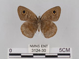 中文名:小波紋蛇目蝶(小波眼蝶)(3124-30)學名:Ypthima baldus zodina Fruhstorfer, 1911(3124-30)