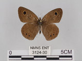 中文名:小波紋蛇目蝶(小波眼蝶)(3124-30)學名:Ypthima baldus zodina Fruhstorfer, 1911(3124-30)