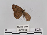 中文名:小波紋蛇目蝶(小波眼蝶)(4219-56)學名:Ypthima baldus zodina Fruhstorfer, 1911(4219-56)