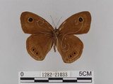 中文名:大波紋蛇目蝶(1282-21033)學名:Ypthima formosana Fruhstorfer, 1908(1282-21033)