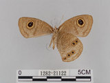 中文名:大波紋蛇目蝶(1282-21122)學名:Ypthima formosana Fruhstorfer, 1908(1282-21122)
