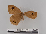 中文名:大波紋蛇目蝶(1282-21122)學名:Ypthima formosana Fruhstorfer, 1908(1282-21122)