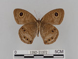 中文名:大波紋蛇目蝶(1282-21372)學名:Ypthima formosana Fruhstorfer, 1908(1282-21372)