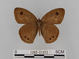 中文名:大波紋蛇目蝶(1282-21372)學名:Ypthima formosana Fruhstorfer, 1908(1282-21372)