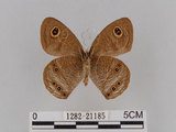 中文名:大波紋蛇目蝶(1282-21185)學名:Ypthima formosana Fruhstorfer, 1908(1282-21185)