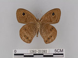 中文名:大波紋蛇目蝶(1282-21262)學名:Ypthima formosana Fruhstorfer, 1908(1282-21262)