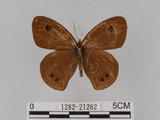 中文名:大波紋蛇目蝶(1282-21262)學名:Ypthima formosana Fruhstorfer, 1908(1282-21262)