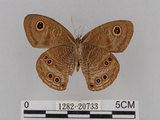 中文名:大波紋蛇目蝶(1282-20733)學名:Ypthima formosana Fruhstorfer, 1908(1282-20733)