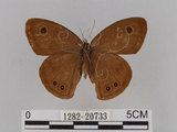 中文名:大波紋蛇目蝶(1282-20733)學名:Ypthima formosana Fruhstorfer, 1908(1282-20733)