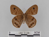 中文名:大波紋蛇目蝶(1282-21398)學名:Ypthima formosana Fruhstorfer, 1908(1282-21398)
