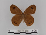 中文名:大波紋蛇目蝶(1282-21398)學名:Ypthima formosana Fruhstorfer, 1908(1282-21398)