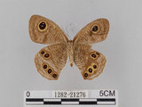 中文名:大波紋蛇目蝶(1282-21276)學名:Ypthima formosana Fruhstorfer, 1908(1282-21276)