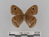 中文名:大波紋蛇目蝶(1282-21495)學名:Ypthima formosana Fruhstorfer, 1908(1282-21495)